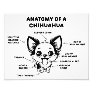 Photo Anatomie d'un Chihuahua drôle Chien Impression