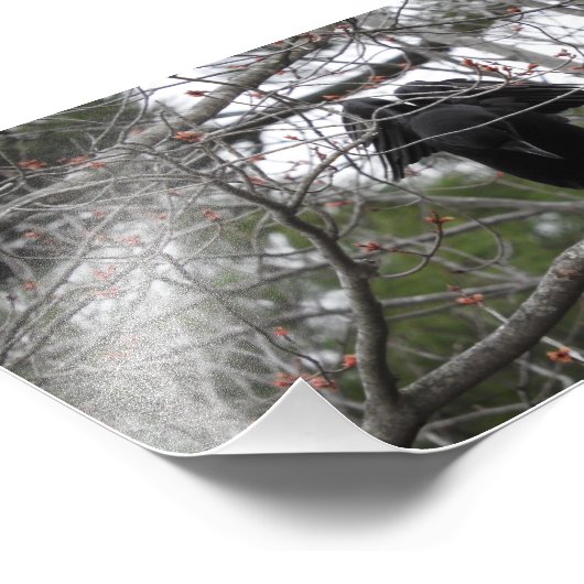 Photo Angel Crow (Coin)