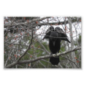 Photo Angel Crow (Devant)