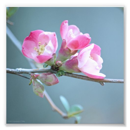 Photo Apple Blossom #P0358 (Devant)