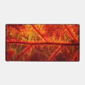 Photo automne feuille (Recto)