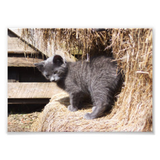 Photo Barn Kitten
