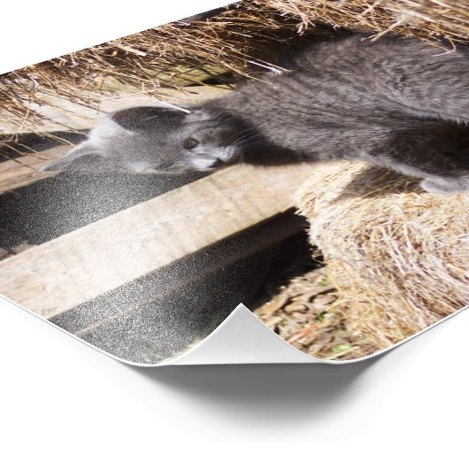 Photo Barn Kitten (Coin)