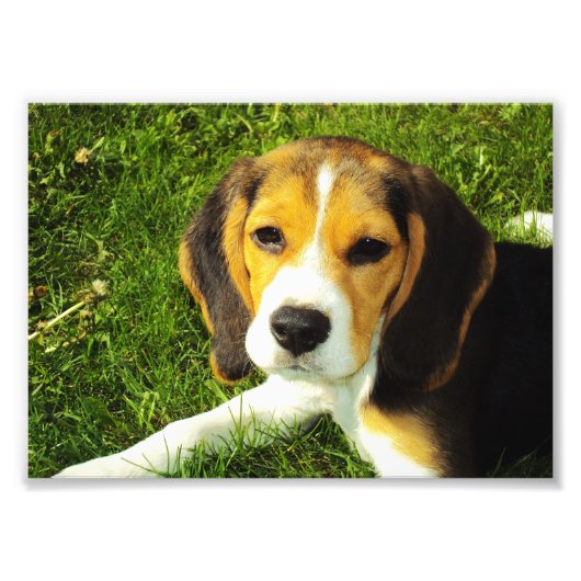 Photo beagle Puppy (Devant)