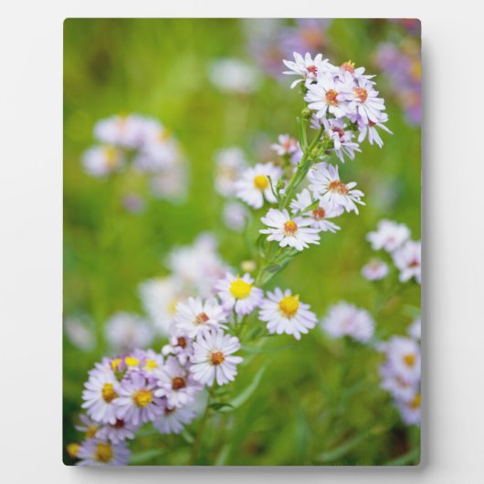 Photo Beauty Line Plaque (Devant)
