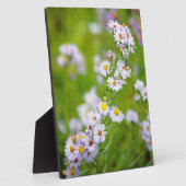 Photo Beauty Line Plaque (Côté)