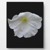 Photo Belle Pétunia Blanche Plaque (Devant)