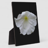 Photo Belle Pétunia Blanche Plaque (Côté)