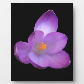 Photo Belle Plaque Crocus (Devant)