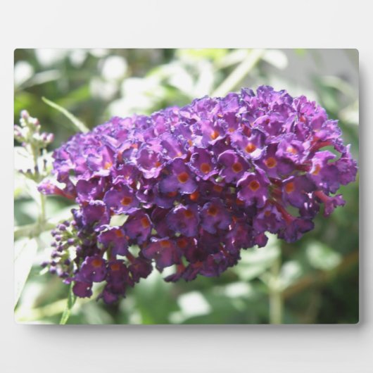 Photo Belle Plaque de fleurs de bouddleia violet (Devant)