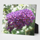 Photo Belle Plaque de fleurs de bouddleia violet (Côté)