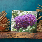 Photo Belle Plaque de fleurs de bouddleia violet (Côté)
