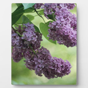 Photo Belle Plaque de Printemps