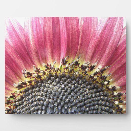 Photo Belle Plaque de tournesol rose (Devant)
