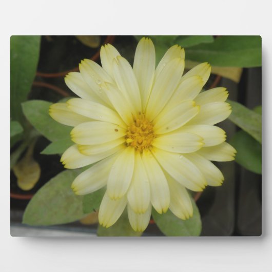 Photo Belle Plaque Marigold Jaune (Devant)