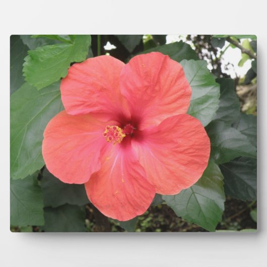 Photo Belle Plaque Orange Hibiscus Flower (Devant)