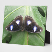 Photo Belle Plaque Papillon Bleu Posé (Côté)