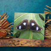 Photo Belle Plaque Papillon Bleu Posé (Côté)