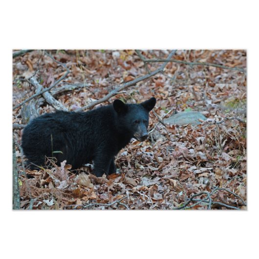 Photo Black Bear Cub Imprimer (Devant)