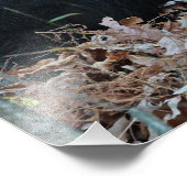 Photo Black Bear Cub Imprimer (Coin)