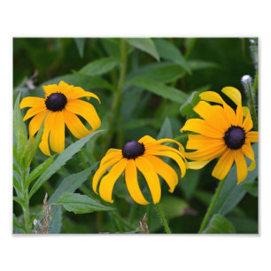 Photo Black Eyed- Susan