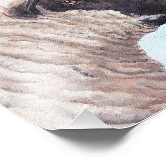 Photo Black Sheep Face II (Coin)