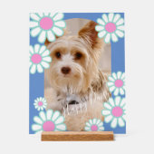 Photo bleu simple Daisy (Recto)