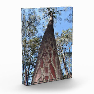 Photo Bloc acrylique de la Gerche Ponderosa Pine