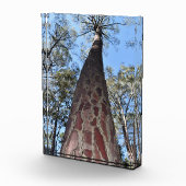 Photo Bloc acrylique de la Gerche Ponderosa Pine (Droite)