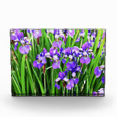 Photo Bloc acrylique Iris pourpre (Devant)
