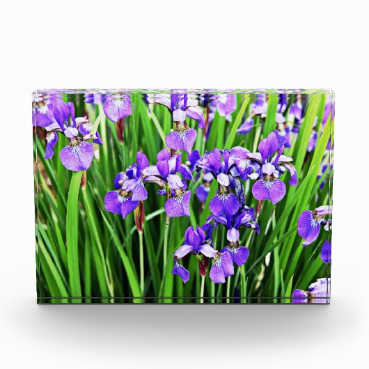 Photo Bloc acrylique Iris pourpre (Devant)