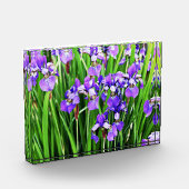 Photo Bloc acrylique Iris pourpre (Gauche)