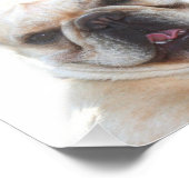 Photo bulldog française (Coin)