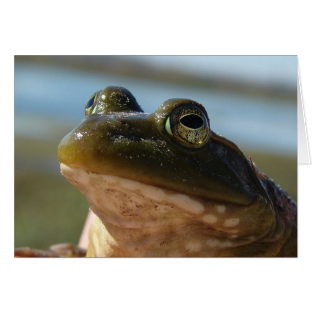 Photo Bullfrog, Humour Prince (Devant horizontal)