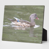 Photo Canard sur le lac Plaque (Côté)