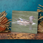 Photo Canard sur le lac Plaque (Côté)