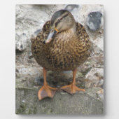 Photo Canard sur une plaque murale (Devant)