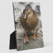 Photo Canard sur une plaque murale (Côté)