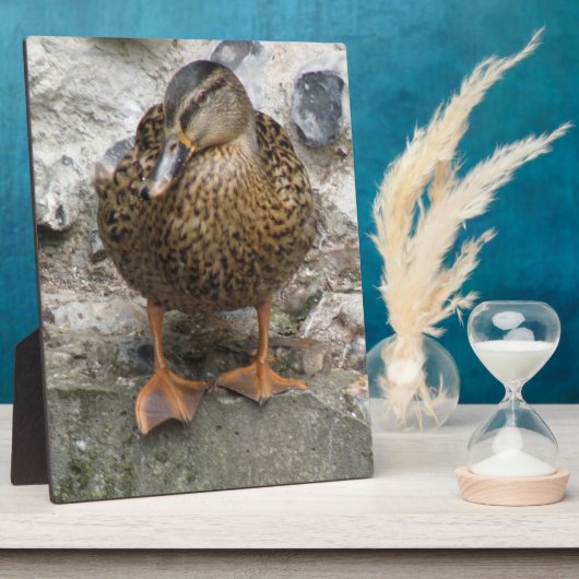 Photo Canard sur une plaque murale (Côté)