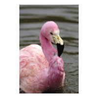 Photo captive d'un Flamant rose andin