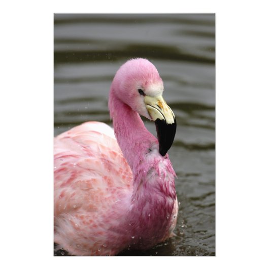 Photo captive d'un Flamant rose andin (Devant)