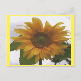 Photo Carte postale 7 Tournesol - Beauté naturelle