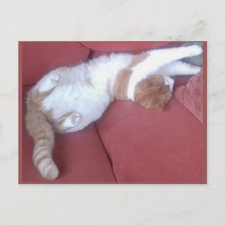 Photo Carte Postale 9 - Chat Nap 1 - Beauté animal