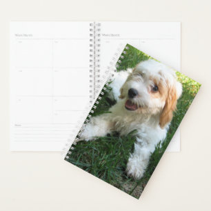 Photo Cavachon customisée, Chien