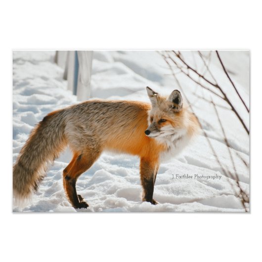 Photo Chasse d'art mural Fox Impression (Devant)