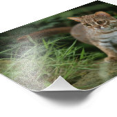 Photo - chat tacheté rouillé (Coin)