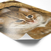 Photo - chat tacheté rouillé 2 (Coin)