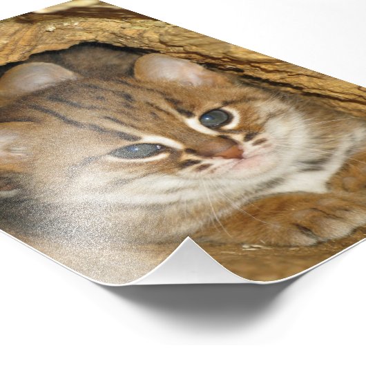 Photo - chat tacheté rouillé 2 (Coin)