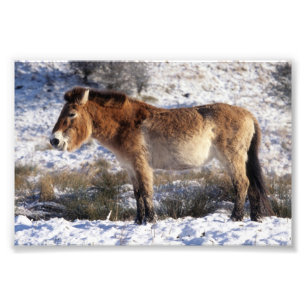 Photo - cheval de Przewalski