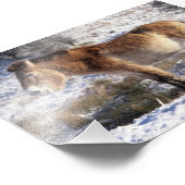 Photo : cheval Przewalski (Coin)